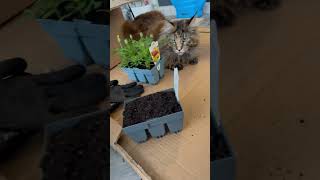 💚Meowmy’s fury lil gardening helpers💚 cutecats catlover cutepets reels cat viralvideo [upl. by Addison621]