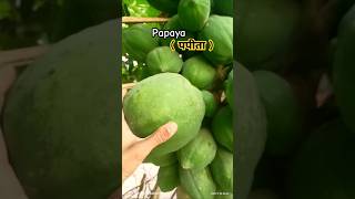 papaya पपीता farming agriculture gardeningtips garden gardening kheti Pkfarmingtips [upl. by Kraul]