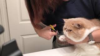 Exotic Shorthair cat getting nail trim [upl. by Stock]