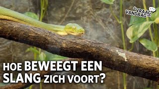 Hoe beweegt een slang zich voort 🐍  De Vraag Van Vandaag [upl. by Gonzalez688]