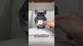 Chinchillas are one of the coolest rodents🦫😎❤️animals wildlife pets cute chinchilla shorts [upl. by Ynnot]