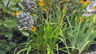 After Bloom Cut Back For Day Lilies  August 8 [upl. by Grindlay]