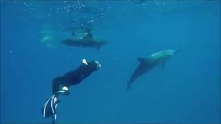 Swimming with free dolphins Hawaii  Schwimmen mit freien Delfinen Hawaii LisaRainbowcom [upl. by Jablon]