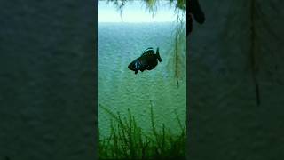 💥 5 Type of killifish 🐋 Tamil killifish type shorts youtubeshorts ytshots shortsfeed tamil [upl. by Itteb]