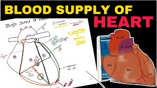 Blood Supply of Heart  Coronary Circulation  Easy Concepts  Thorax Anatomy [upl. by Adehsar]