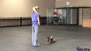 German Shepherd puppy obedience training  9 weeks old  Amy Pishner  Valor K9 Academy [upl. by Sidney347]