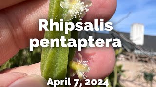 Rhipsalis pentaptera [upl. by Bekelja184]