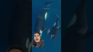 Orcas cazando delfines [upl. by Warthman]