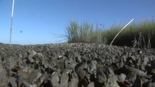 How to Harvest and Cook Oysters [upl. by Soluk]