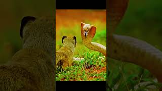 Fighting Nature Cobra vs Mongoose naturevideo nature [upl. by Holds716]