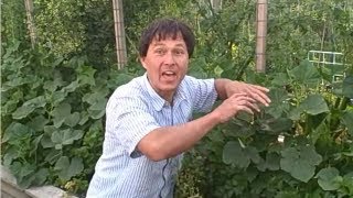 How to Prune Your Cucumbers to Grow them Vertically up a Trellis [upl. by Raphael]