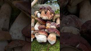 I funghi del giorno😍 porcini boletus mushroom funghi forest nature [upl. by Selmore]