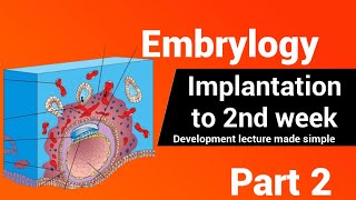 Embryology  The bilaminar embryonic disc  2nd Week development AnatomyHub [upl. by Aschim539]