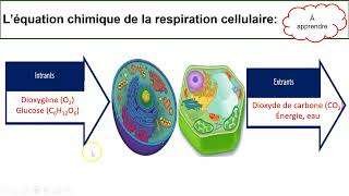 Respiration cellulaire et photosynthèse [upl. by Lubeck955]