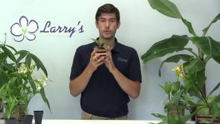 Staghorn Fern Growing Guide amp How to Mount [upl. by Anilyx]