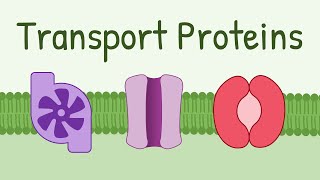 Transport Proteins Pumps Channels Carriers [upl. by Myo405]