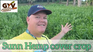 Sunn Hemp Cover Crop in back yard vegetable garden Florida [upl. by Enninaej]