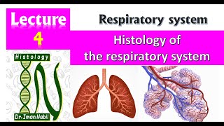 4Histology of the respiratory system [upl. by Doownil]