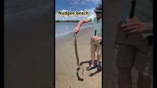 Nudgee beach fishing youtubeshorts fishing fish fyp [upl. by Kone]