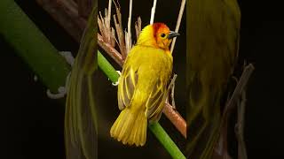 Taveta Golden Weaver Taveta Weaver Ploceus castaneiceps  Observed in Description [upl. by Pulchia]