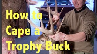 How to Cape a Whitetail Buck for Taxidermy Shoulder Mount [upl. by Avin]