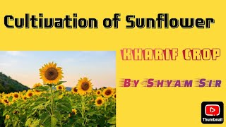 Sunflower Cultivationसूरजमुखी की खेतीKharif CropHeliotropismAgronomy shyamsir [upl. by Aromat]