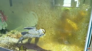 Suckerfish Cleanup Algae Timelapse Plecostomus Fish [upl. by Anastatius]