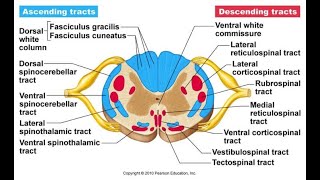 Spinal Cord Cross Sectional Anatomy [upl. by Cassondra990]