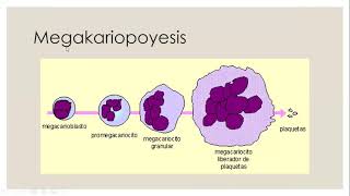 Hematopoyesis [upl. by Derfla]