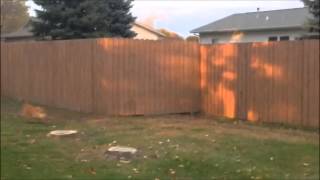 dog chasing squirrel on fence [upl. by Shepp927]