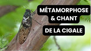 Métamorphose et chant des cigales [upl. by Hayne]