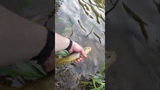 Native Brown Trout Octoraro Creek Pennsylvania [upl. by Aseen]