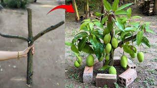 How to grafting mango trees with aloe vera to get fast fruit in a short time [upl. by Notnats]