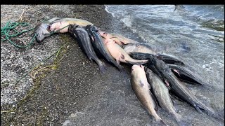 Memorial Day fishing for catfish in Clear Lake 052823 [upl. by Amary]