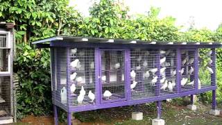 White Doves of Koolau 80111 [upl. by Adnowat687]