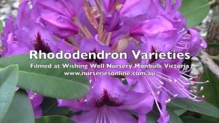 How to Grow Rhododendrons  Varieties and General Care [upl. by Elbert]