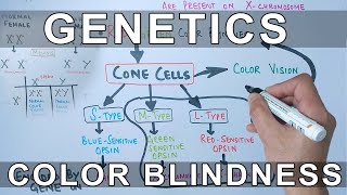 Genetics of Color Blindness [upl. by Susan]