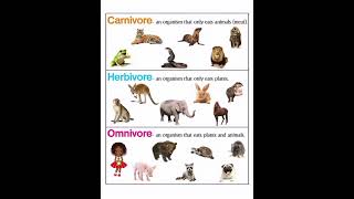 Carnivore Herbivore and omnivore Anchor chart [upl. by Leopoldine999]