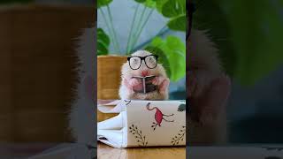 Hamster falls asleep while reading shorts [upl. by Barnum]