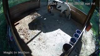 Magic In Motion Gypsy Vanners Foaling Cam [upl. by Ulrick]