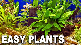 My Top 10 Easy Beginner Aquarium Plants [upl. by Luigi41]