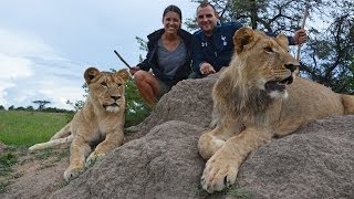 Walking Eating and Hunting with the Lions of Antelope Park [upl. by Thorin72]