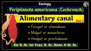 Periplaneta americana cockroach  Alimentary Canal  Part 2  Zoology  B Sc Ist Year [upl. by Enyala]