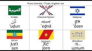 Semitic Languages  Word Comparison  2 [upl. by Orodoet699]