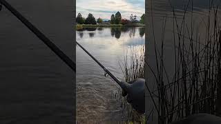 Trout Was Anxious to Get Home wanderingidahoan fishing trout rainbowtrout troutfishing [upl. by Sarge]