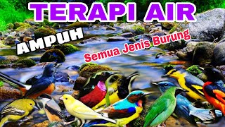 pilihan yang tepat untuk terapi burung macet bunyi terapi air untuk semua jenis burung macet bunyi [upl. by Ailee955]