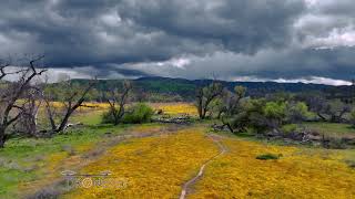 California Wildflowers from a Drone  Superbloom 2024 [upl. by Eleon]