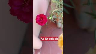 10o clock plant portulaca moss plant viralvideo gardenflower nature moneyplant portulacaflower [upl. by Hieronymus319]