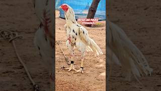 Harsha gari punjulu top quality breed available pandem rooster topquality [upl. by Talich255]