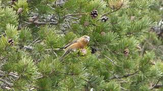 Close up of a crossbill eating pine cones [upl. by Alaj967]